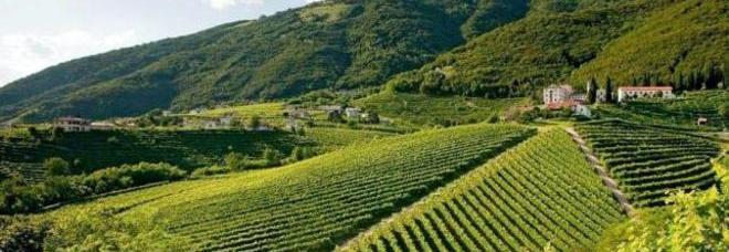 Uso folle di disseccanti sotto le viti di Prosecco: 100 multe in 40 giorni
